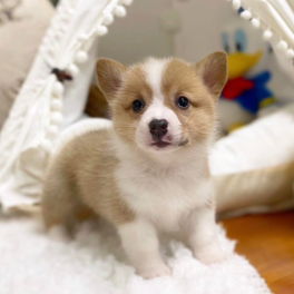 MO231 - Pembroke Corgi Cream